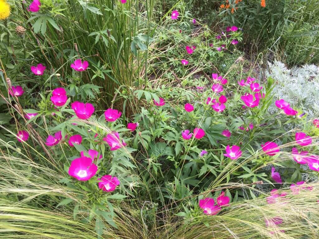 Winecups (Image by Jessie Keith, taken at Chanticleer Garden)