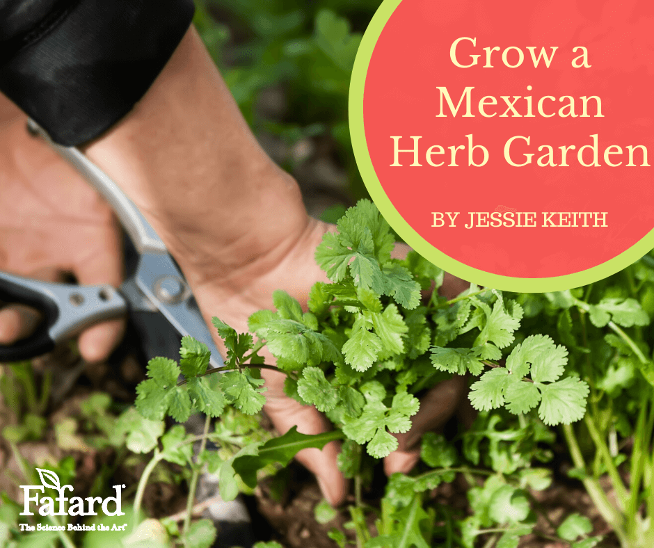 Grow a Mexican Herb Garden Featured Image
