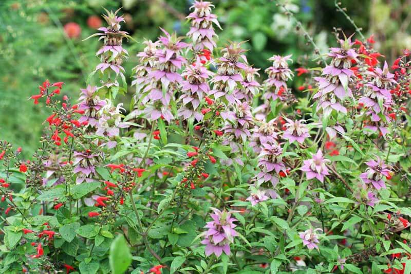 Texas and Southeast wildflowers, scarlet sag and spotted horsemint