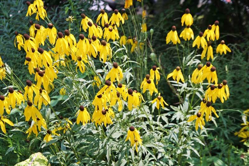 Yellow coneflowers