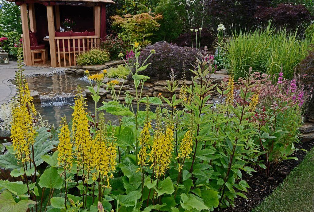 Ligularia stenocephala