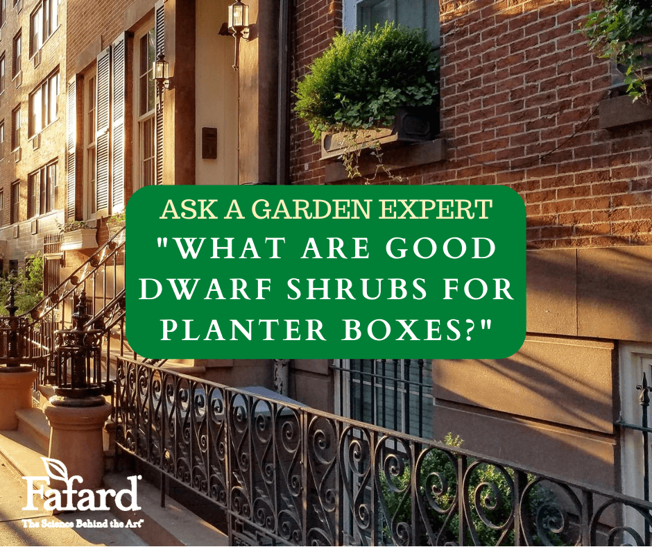 Ask a Garden Expert "What are Good Dwarf Shrubs for Planter Boxes?" Featured Image