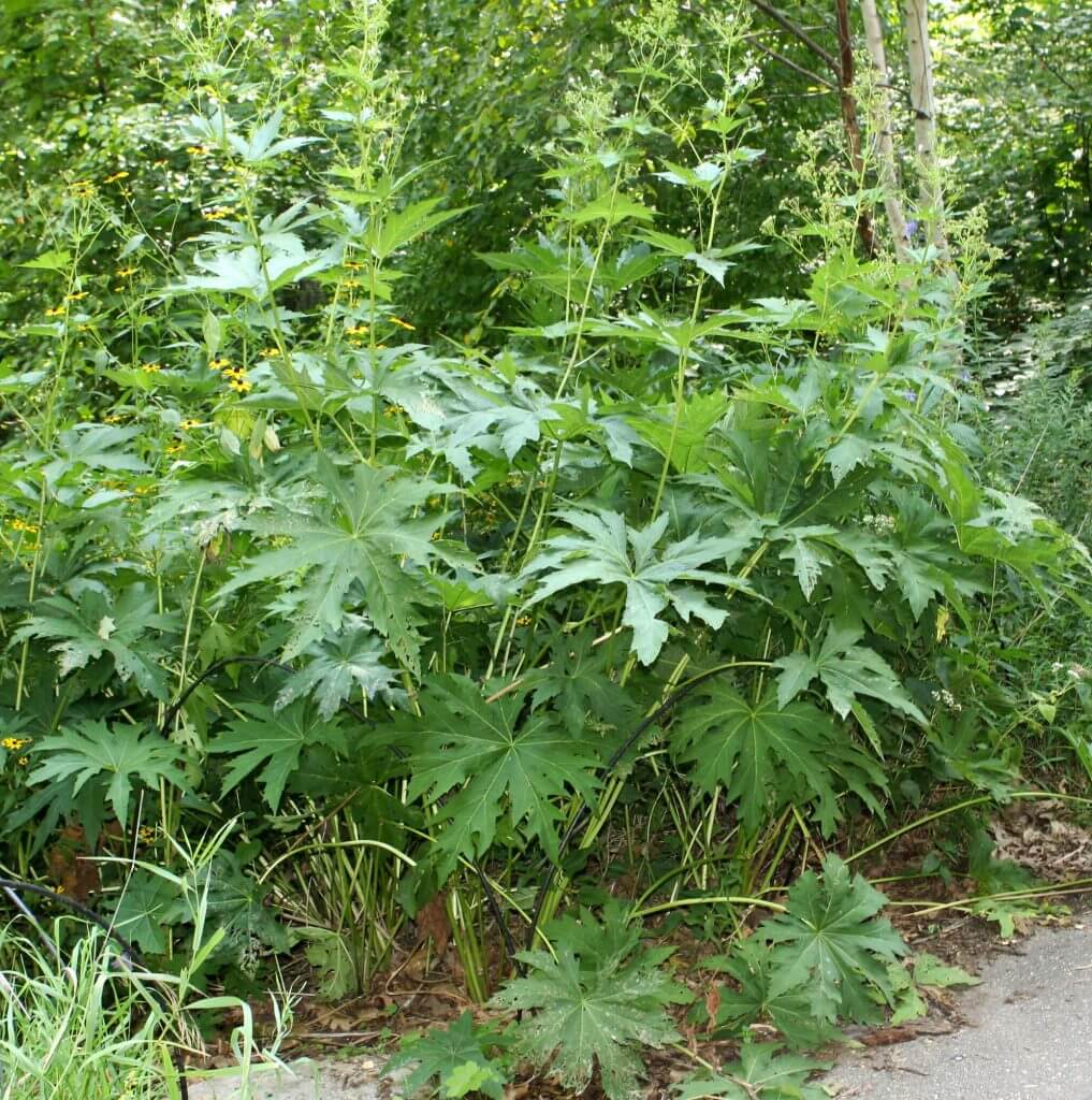 Glade mallow leaves