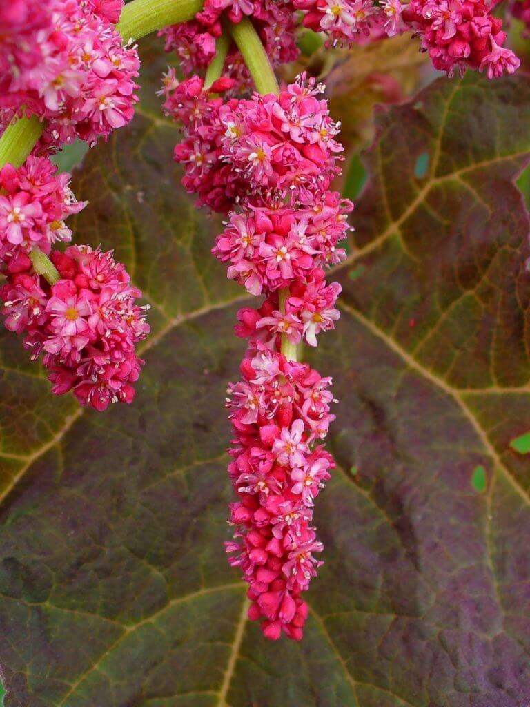 ‘Atrosanguineum’ flowers (Image by M. Zell)