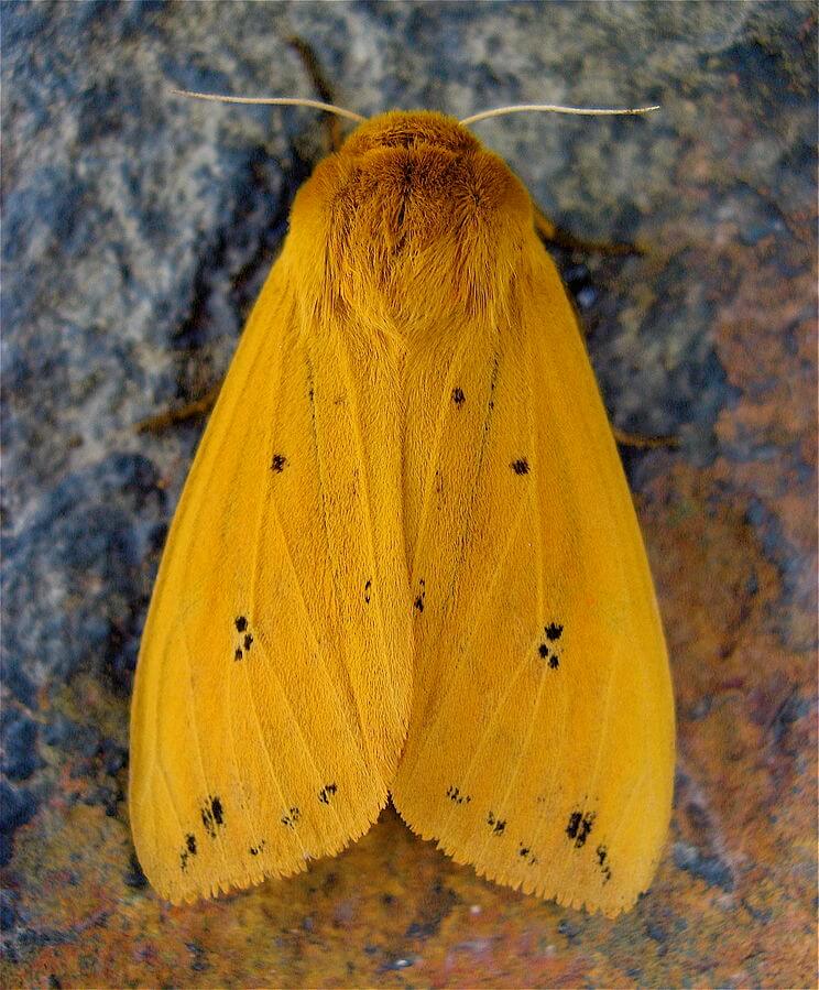 yellow bear caterpillar