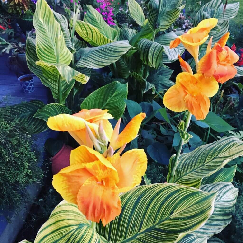 Canna 'Striata'