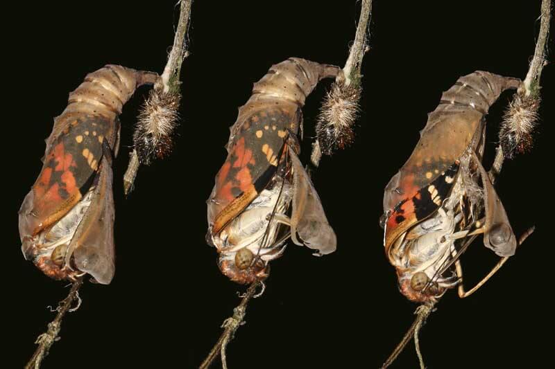 The metamorphosis of a Painted lady butterfly (Vanessa cardui)