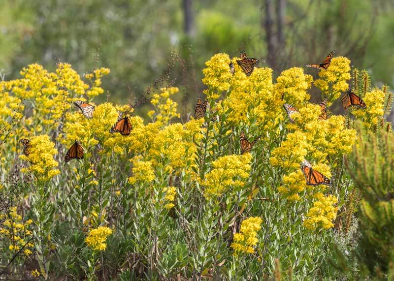 Monarch butterflies on Goldenrod