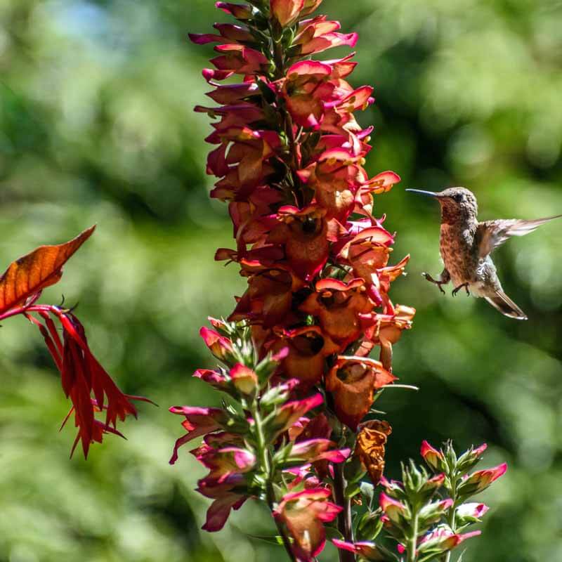 Hummingbird flying towards a Digiplexus 