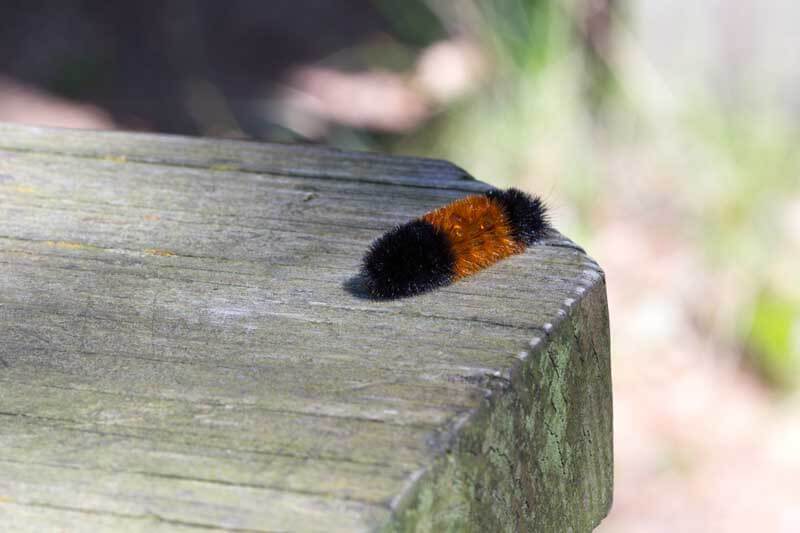 Woolly bear on a wooden structure