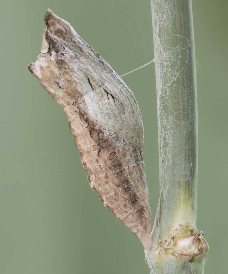 Swallowtail chrysalis