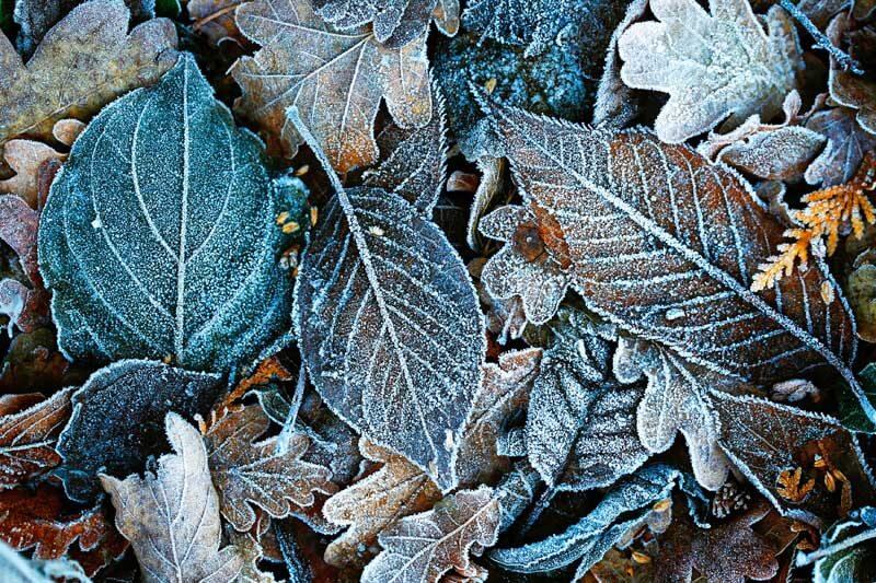Leaves in winter