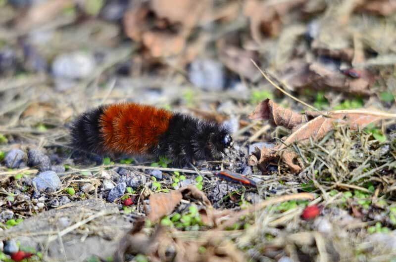 wooly bear caterpillar frozen