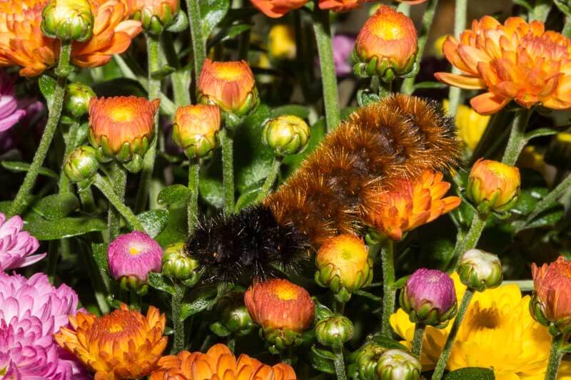 Woolly bear climbing on a fall chrysanthemum