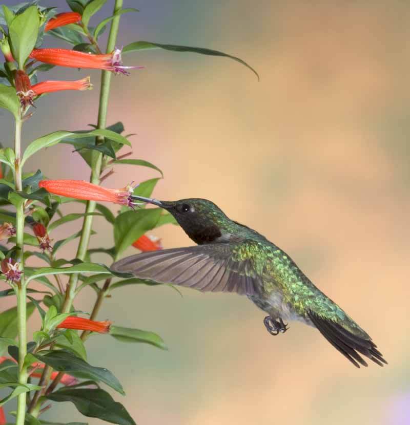 Ruby-throated hummingbird male feeding from a cigar plant