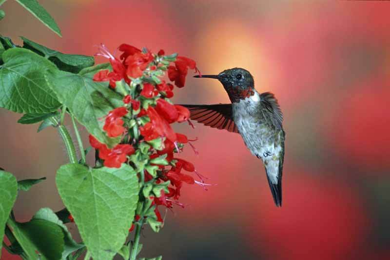 Ruby-throated hummingbird male feeding from Texas sage