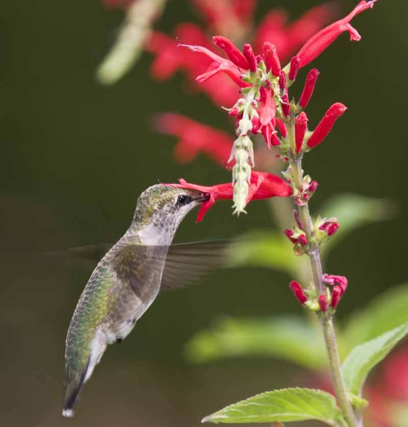 A young ruby-throated hummingbird (Archilochus colubris) feeding from the flowers of pineapple sage