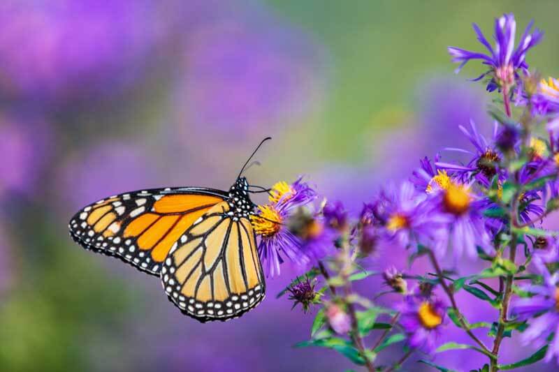 Monarch butterfly on Asters
