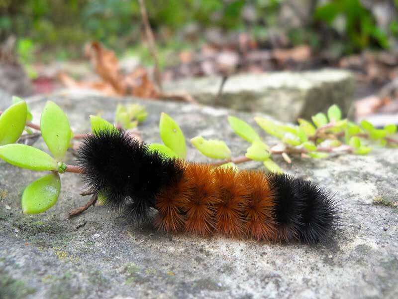 Woolly bear on a twig