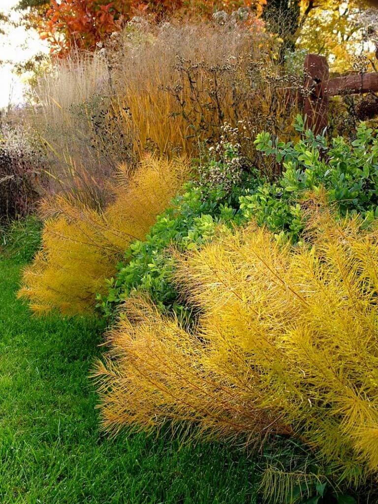 Arkansas bluestar (Amsonia hubrichtii), in its yellow fall color, false indigo (Baptisia), and asters.