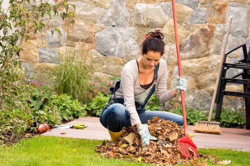 Collecting raked leaves