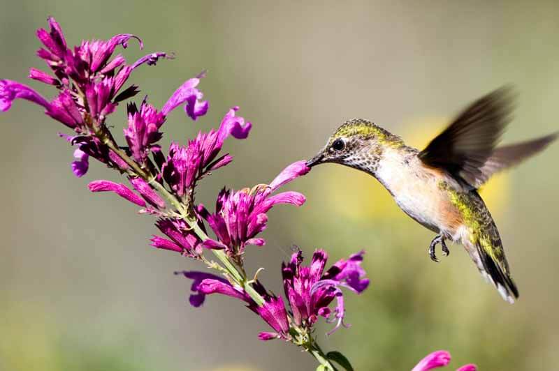 Young broad-tailed hummingbird taking nectar from Mexican giant hyssop