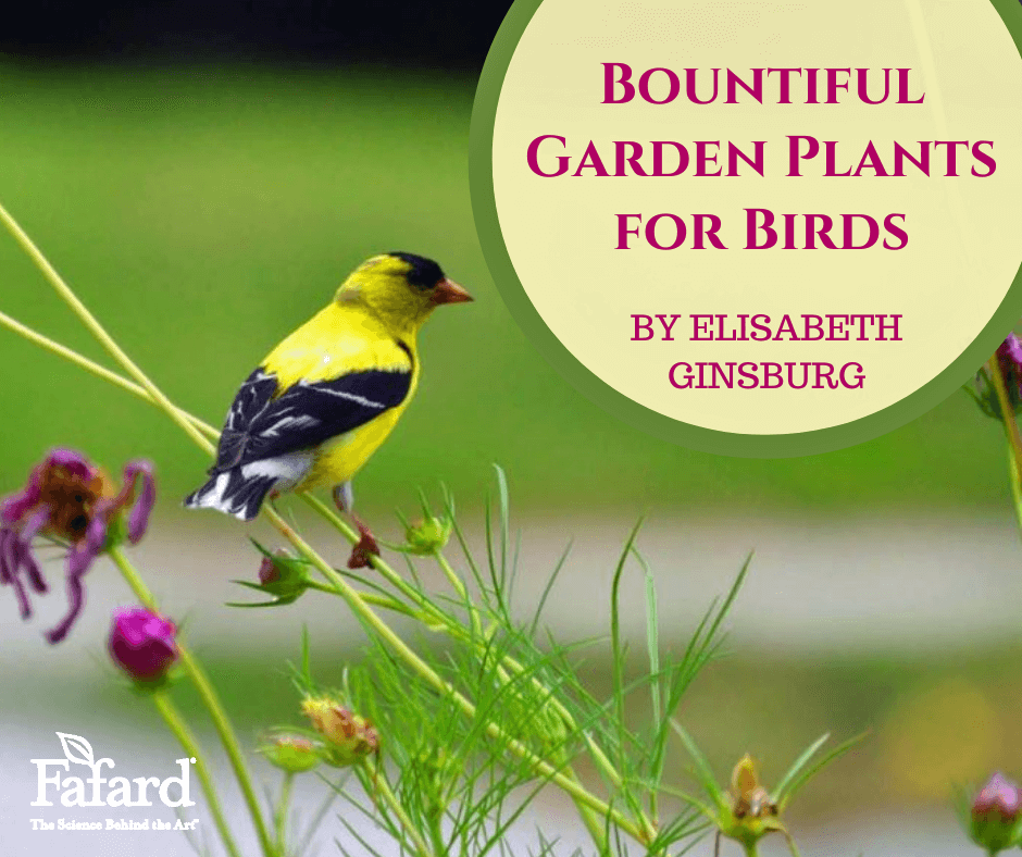 Bountiful Garden Plants for Birds Featured Image