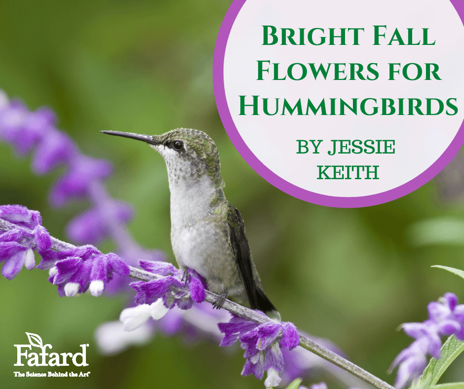 Bright Fall Flowers for Hummingbirds Featured Image