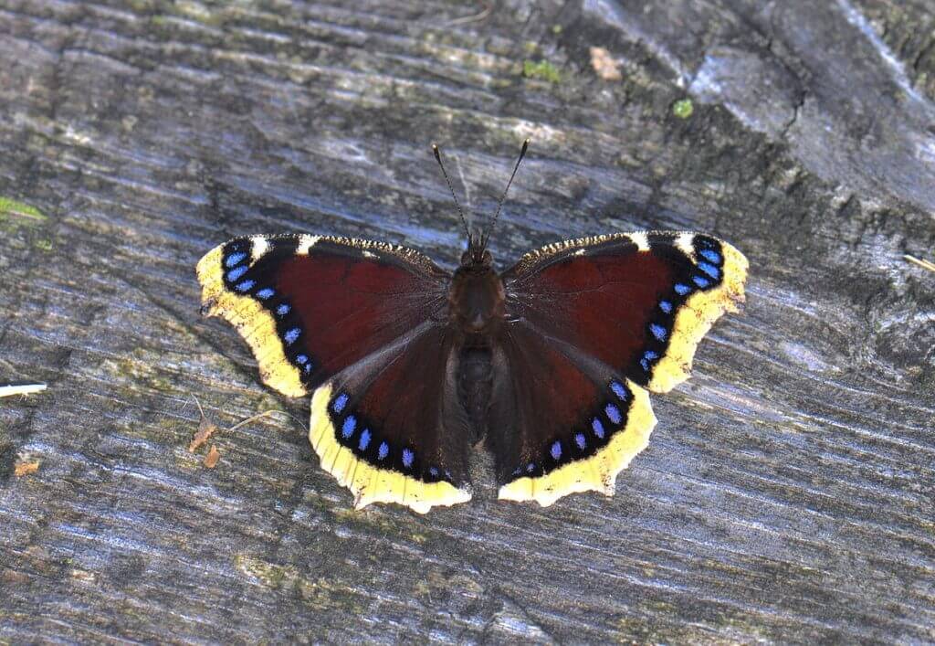 Mourning cloaks butterfly