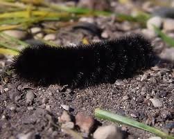 Black woolly bear