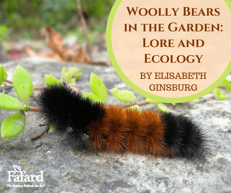 Woolly Bears in the Garden: Lore and Ecology – Fafard