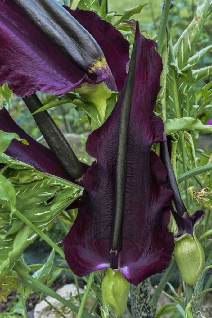 Dragon arum