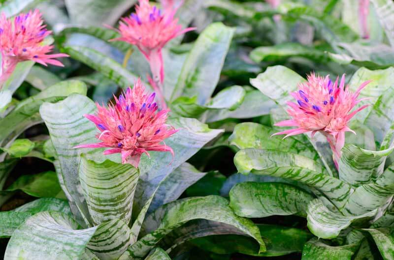 The pink bromeliad flowers of Aechmea fasciata