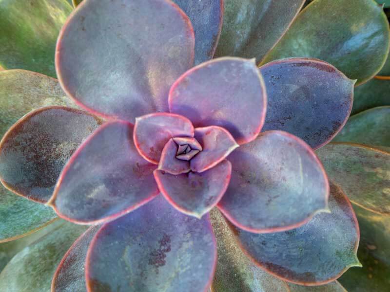 Echeveria ‘Perle Von Nürnberg’