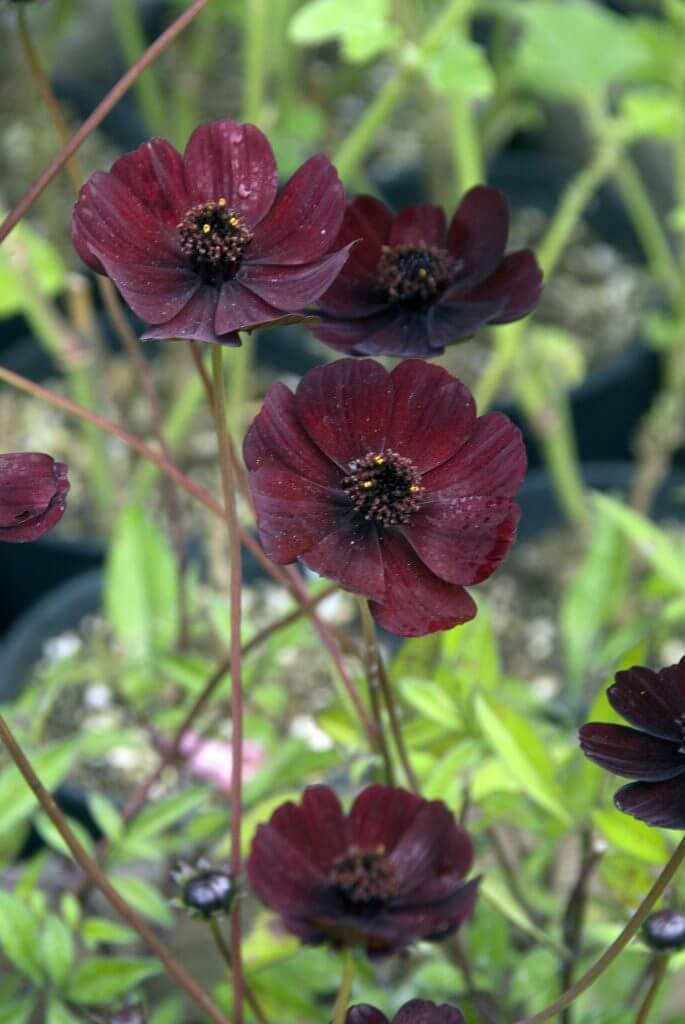 Dark-chocolate colored cosmos flowers