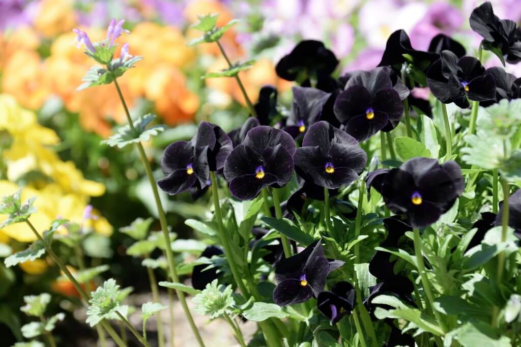 Black pansies