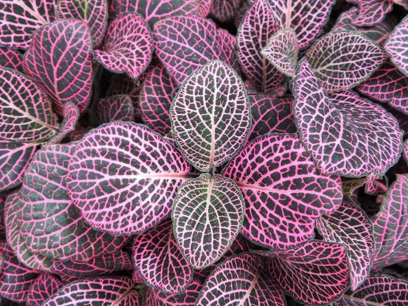 Pink nerve plant