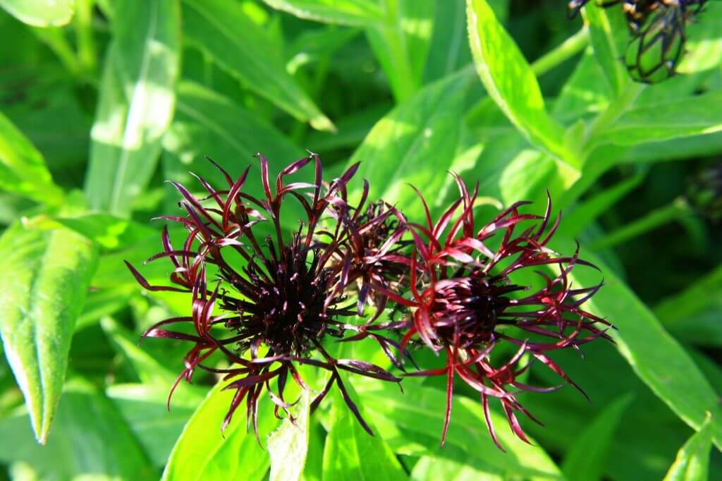The spidery purplish-black flowers of 'Black Sprite' in summer