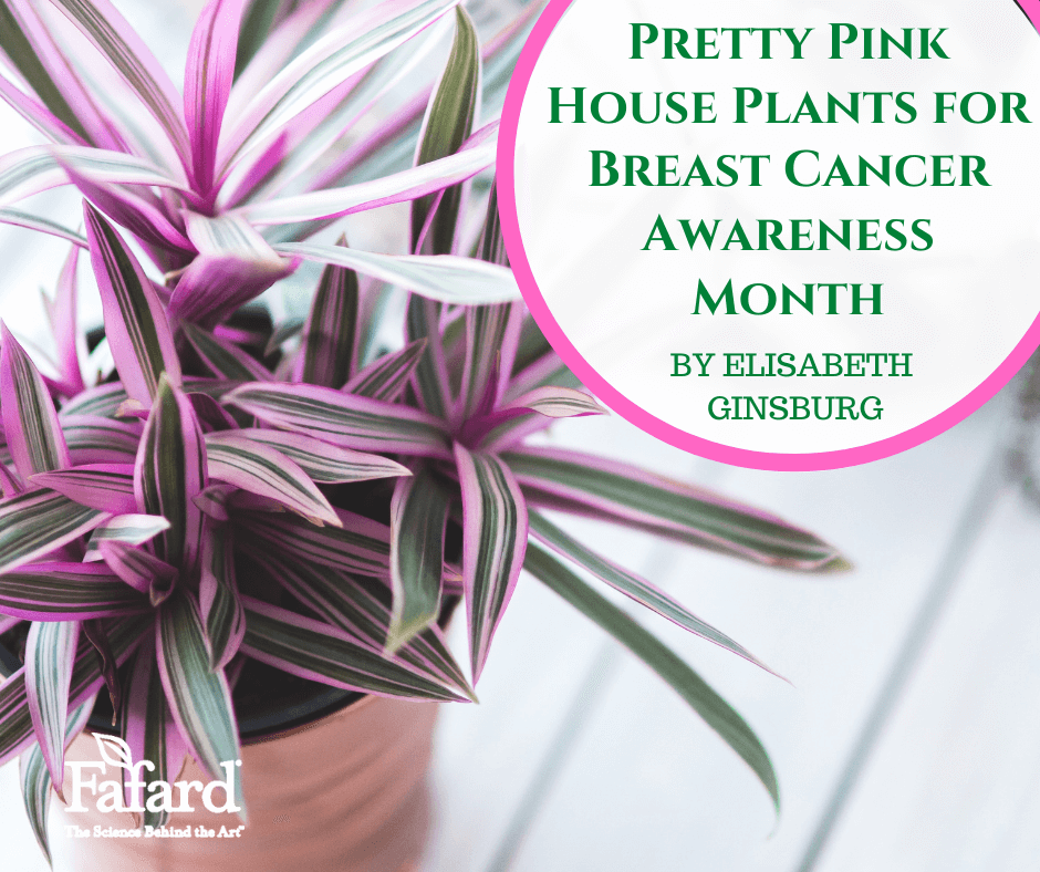 Pretty Pink House Plants for Breast Cancer Awareness Month Featured Image