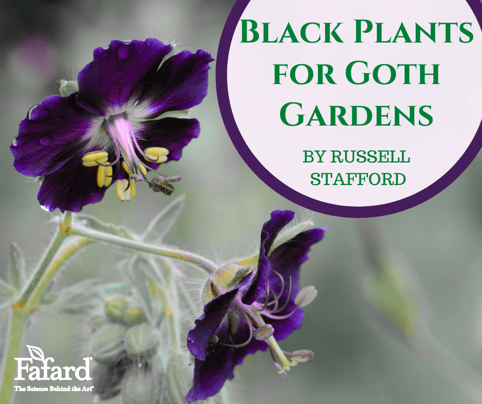 Black Plants for Goth Gardens Featured Image