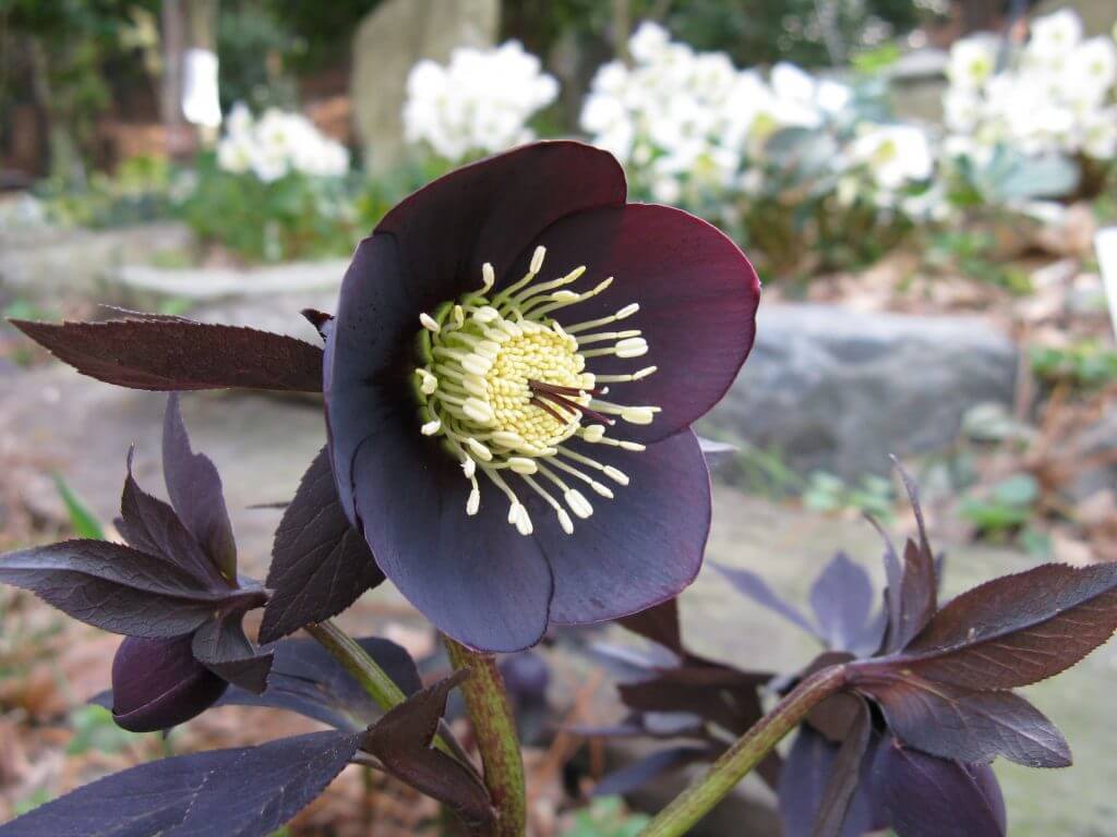 Black hellebores