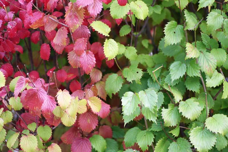 Colorful Arrowood leaves