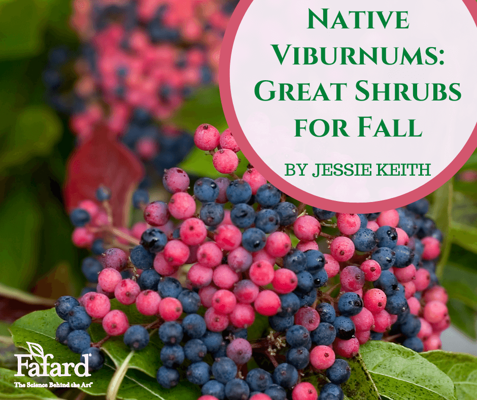 Native Viburnums: Great Shrubs for Fall Featured Image