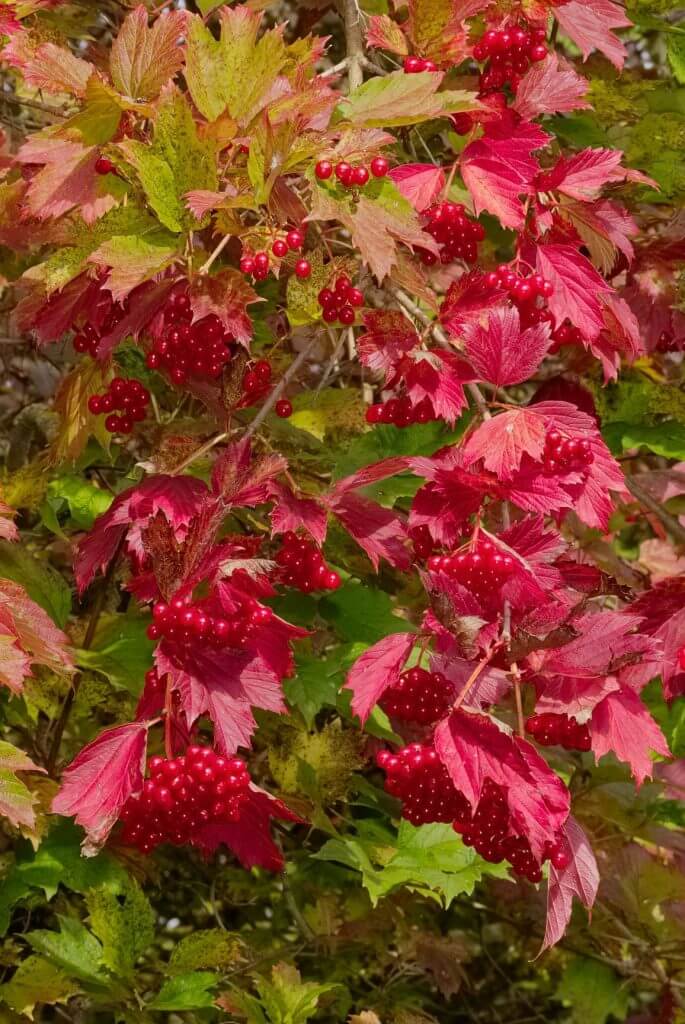 American Cranberrybush