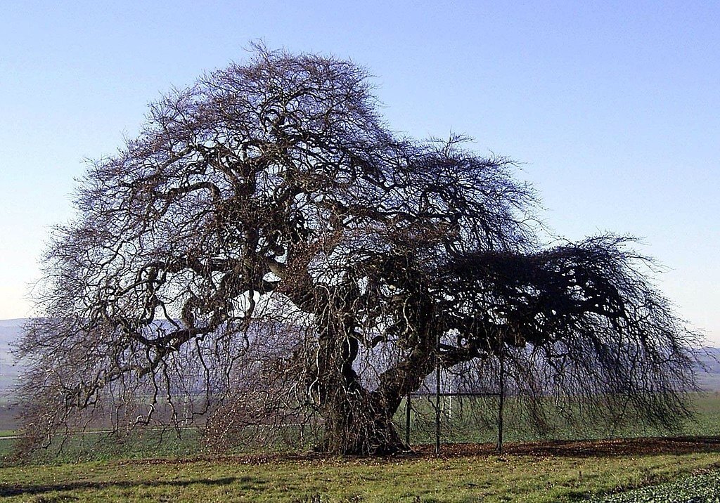 Contorted breech tree