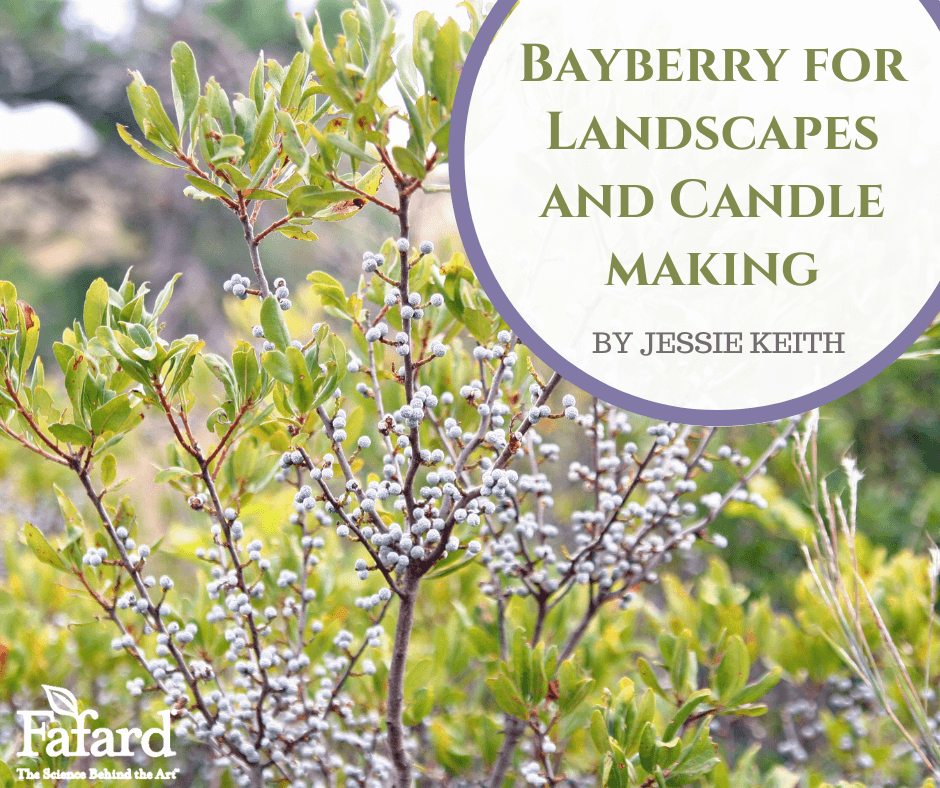 Bayberry for Landscapes and Candle Making