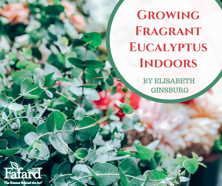 Growing Fragrant Eucalyptus Indoors - Fafard