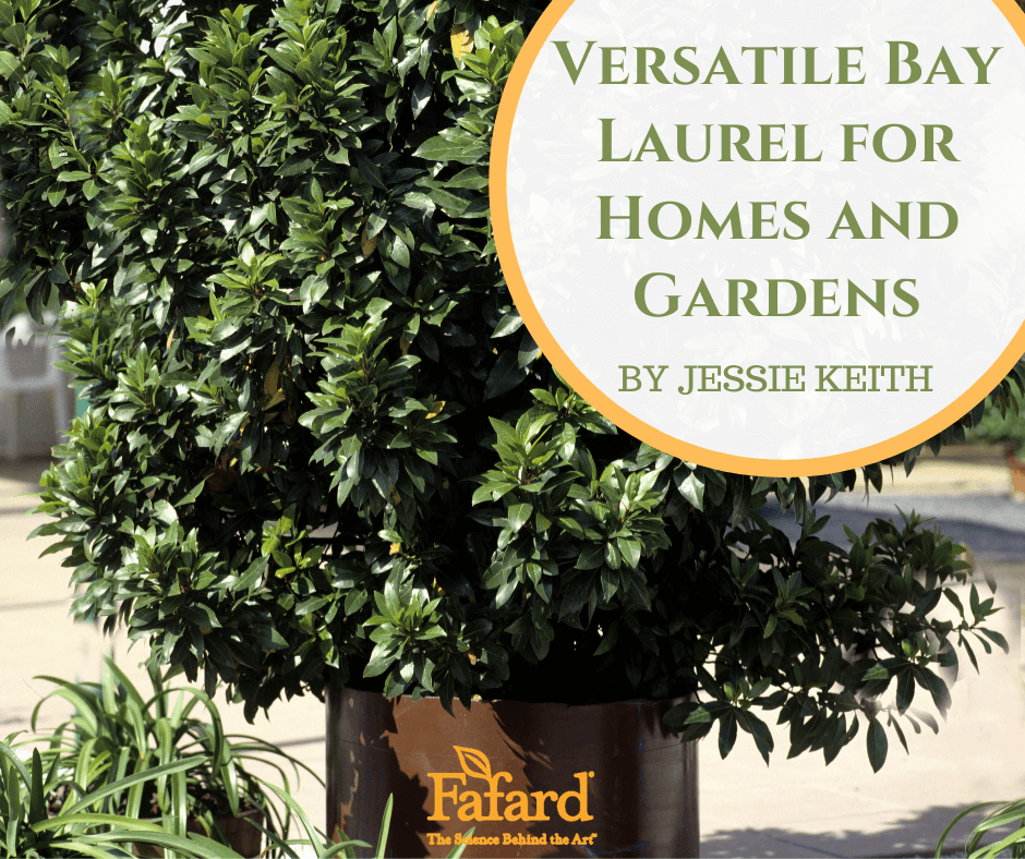 Versatile Bay Laurel for Homes and Gardens Featured Image