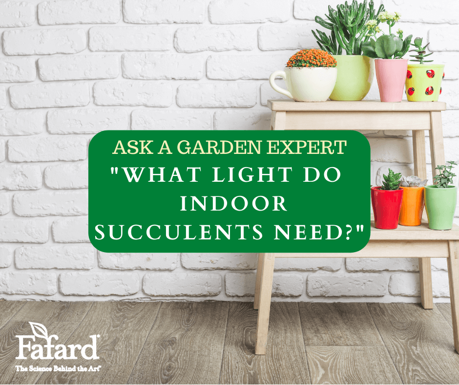 Ask a Garden Expert "What Light do Indoor Succulents Need?" Featured Image