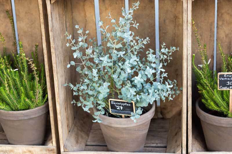 How to care for eucalyptus plant indoors